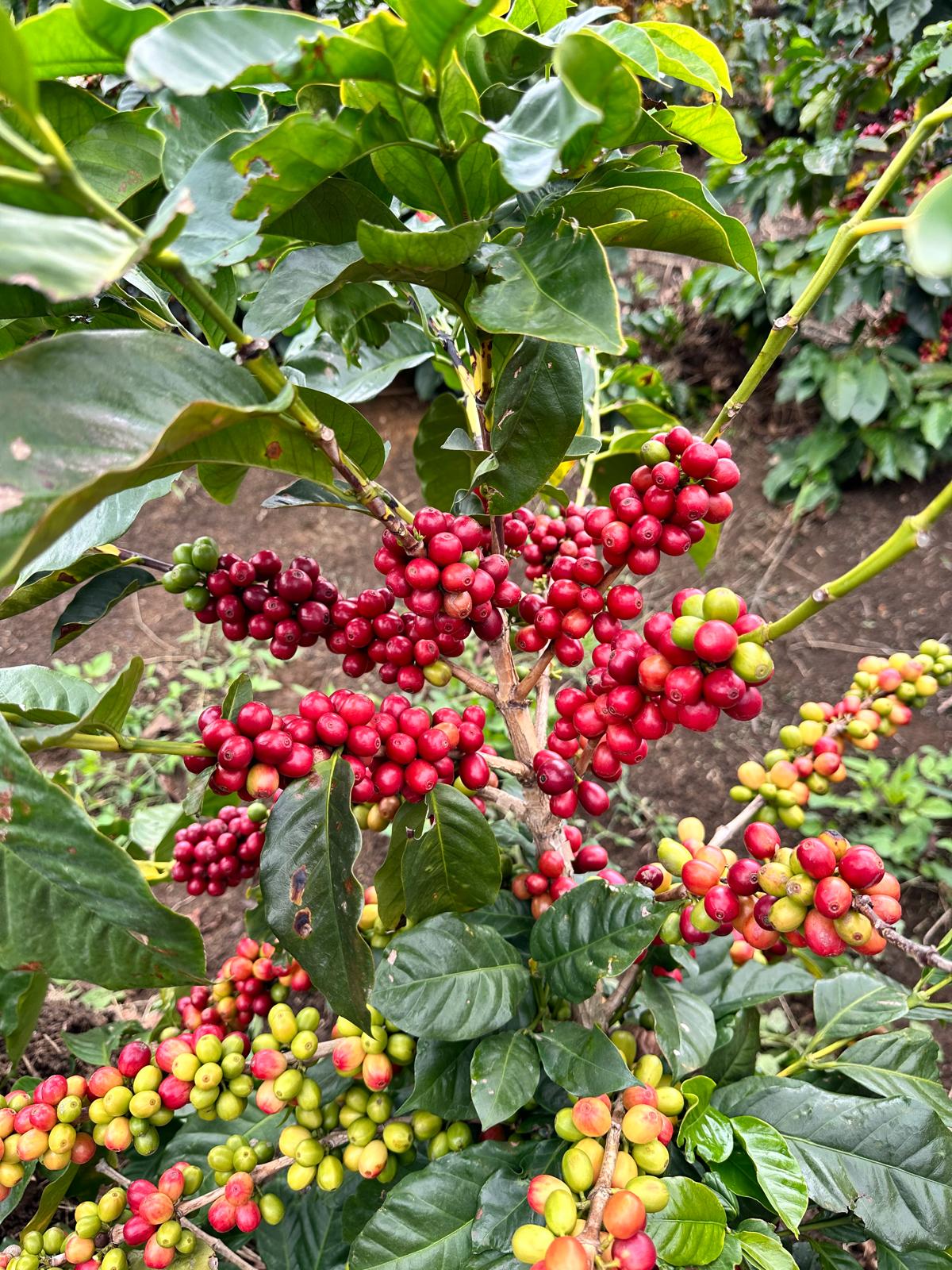 Venezuela Santa Cruz de Mora, Merida