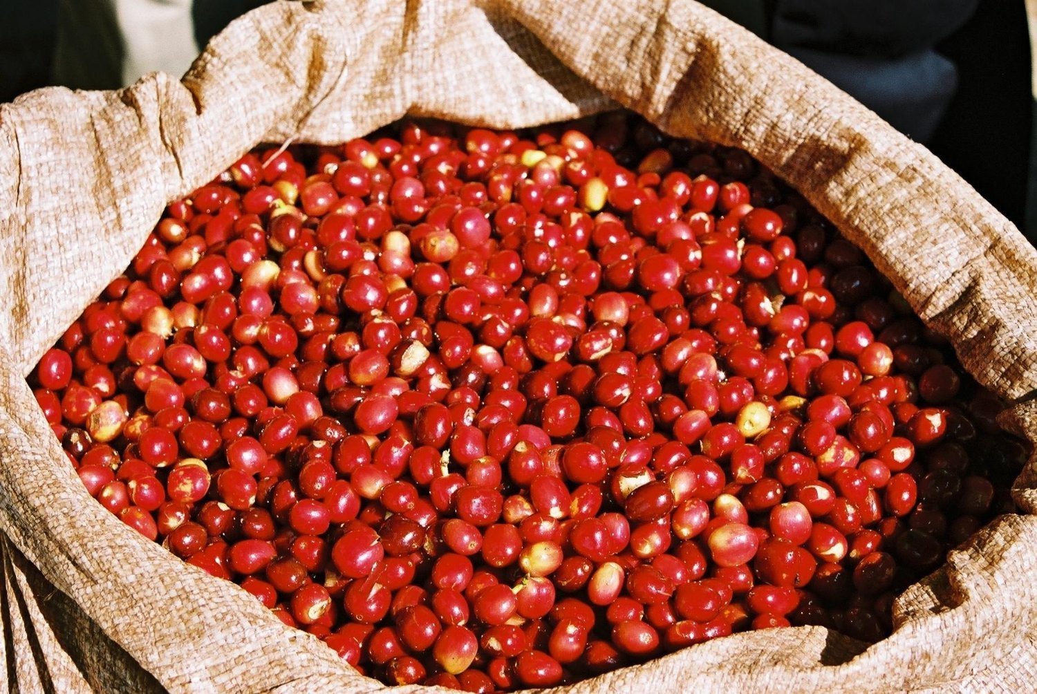 třešně kávy z Bali