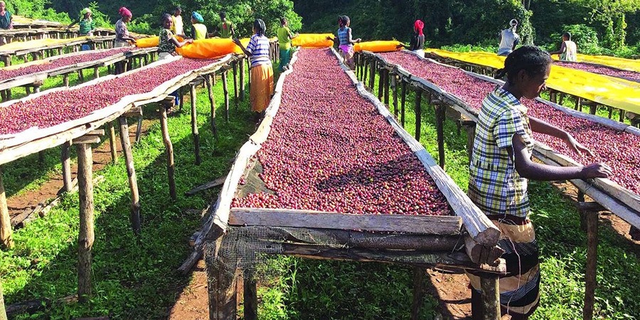 Etiopie káva Sasaba