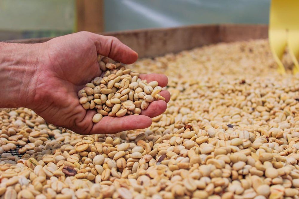 Columbia Narino Buesaco de Altura Excelso