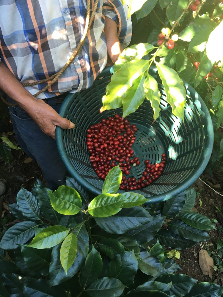 Guatemala Palo Blanco Huehuetenango Honey Organic