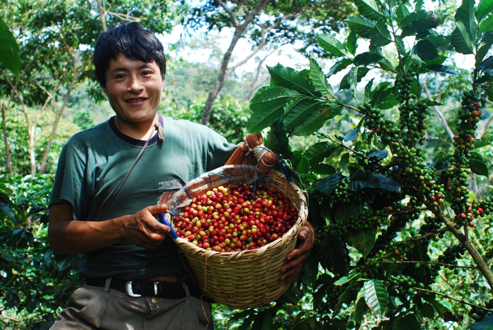 Peru HB MCM ep Organics Arabica (BIO)