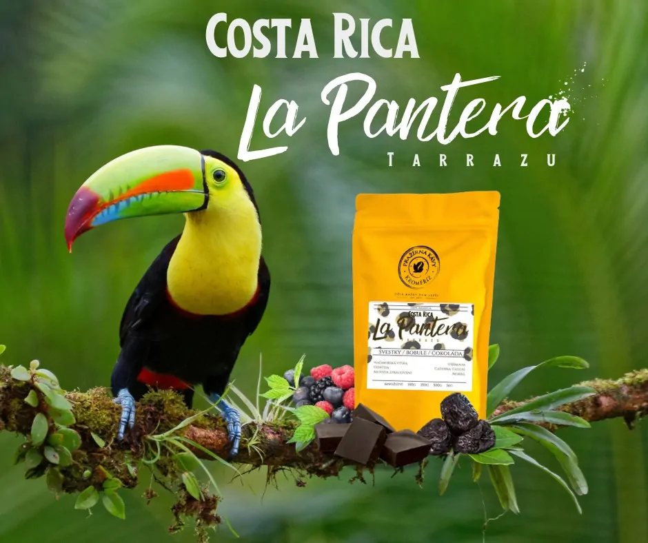 Costa Rica La Pantera Tarrazu