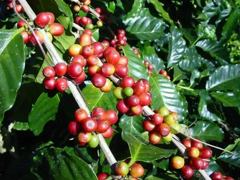 Espresso směs CAFFÉ DELICATO – 100% směs tří druhů arabiky
