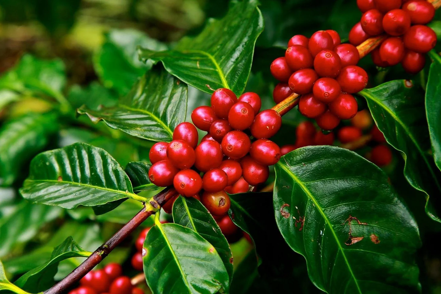Honduras Geisha Premium Santa Barbara Trinidad Finca Jerusalén – Honey