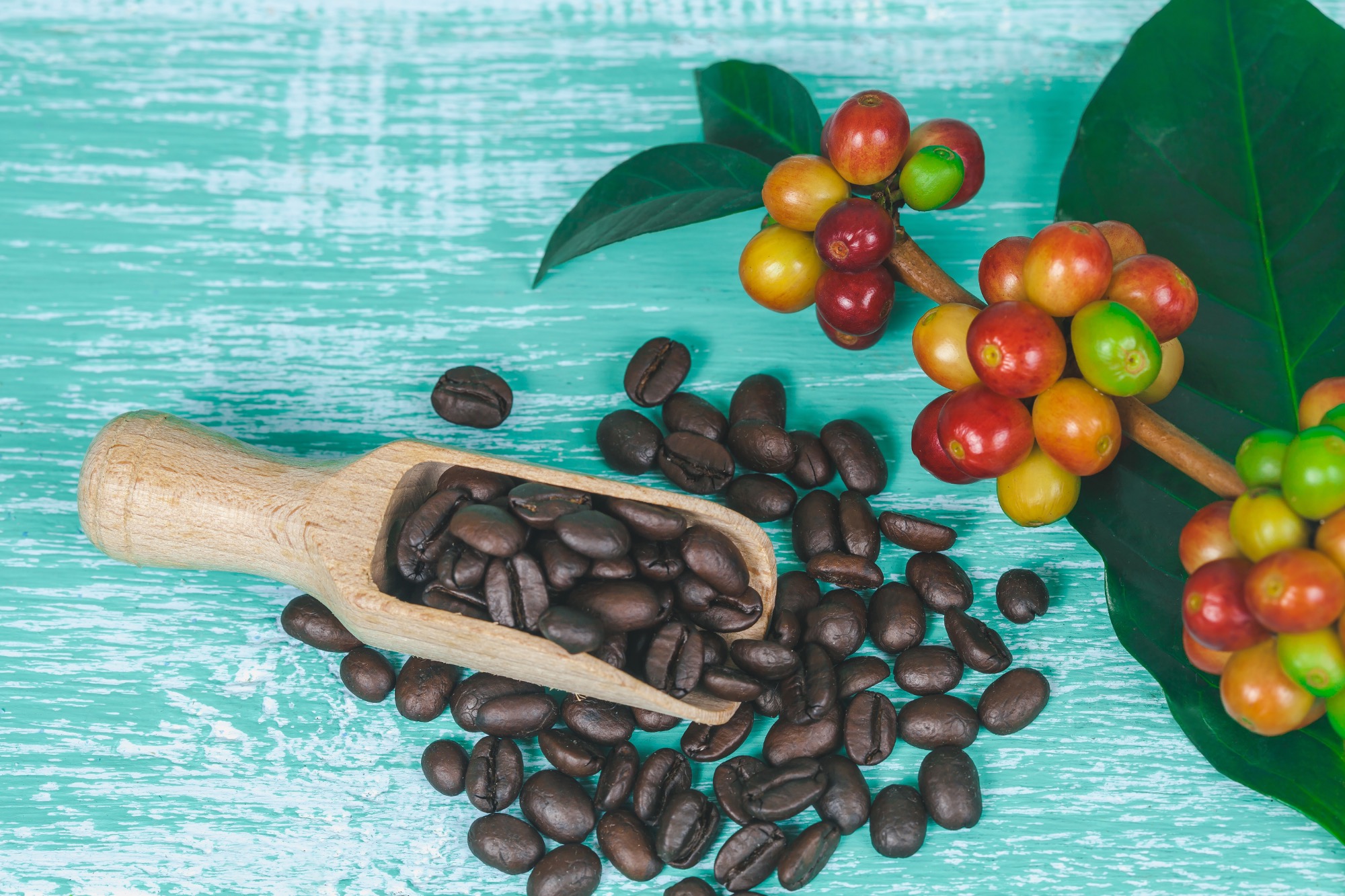 Honduras Geisha Premium Santa Barbara Trinidad Finca Jerusalén – natural – Pražená na filtr