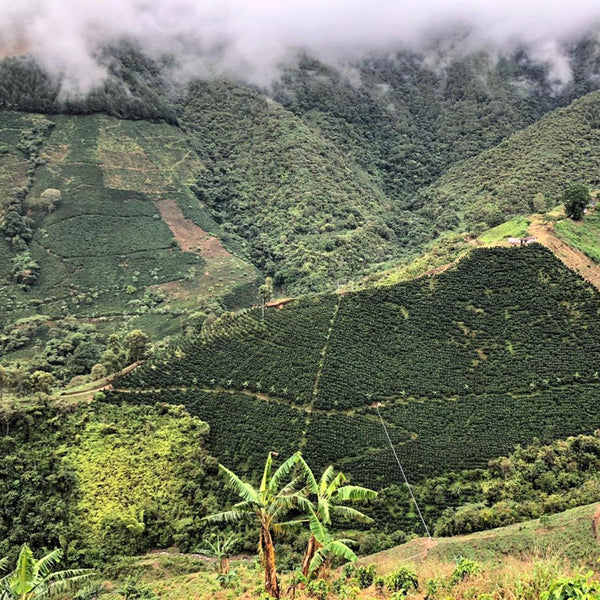 Columbia Finca la Secreta Juan Carlos Mejia na filtr 250g