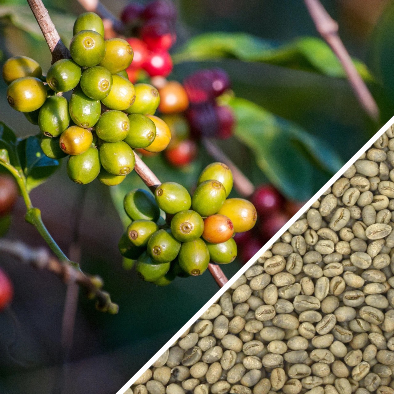 Kávové kapsle - Pražičův výběr Cuba Serrano Lavado