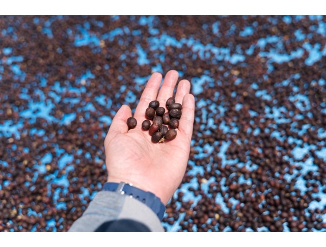 Kávové kapsle - Pražičův výběr Brazilia Sao Silvestre