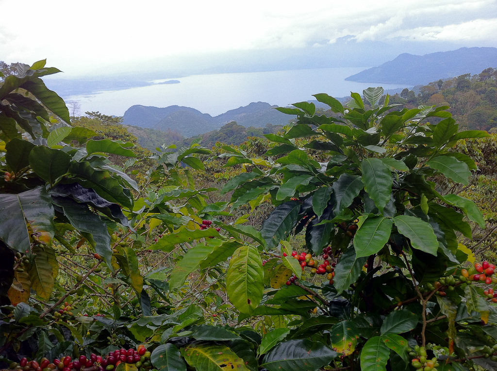 Cocafelol SHG EP FTO Fully Washed 250g