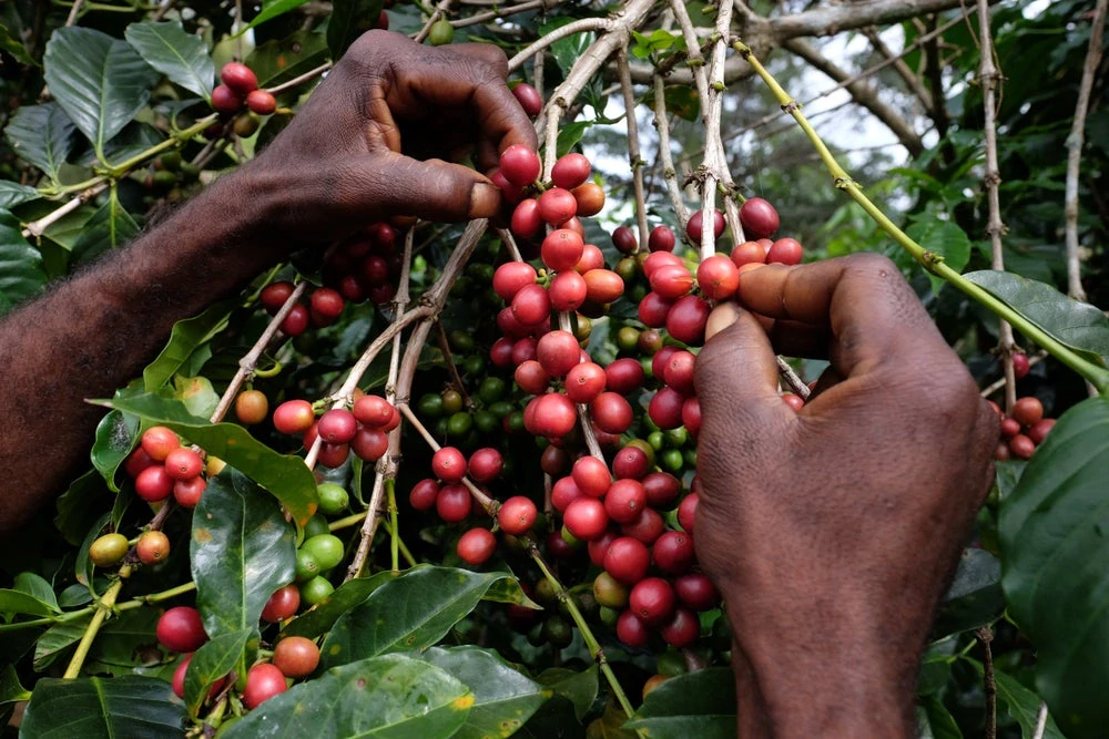 Papua New Guinea Lamari Washed: Sucafina Originals
