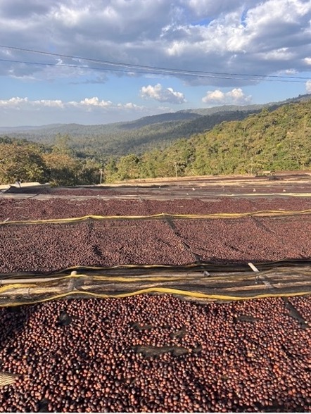 Brazílie Bioma Café