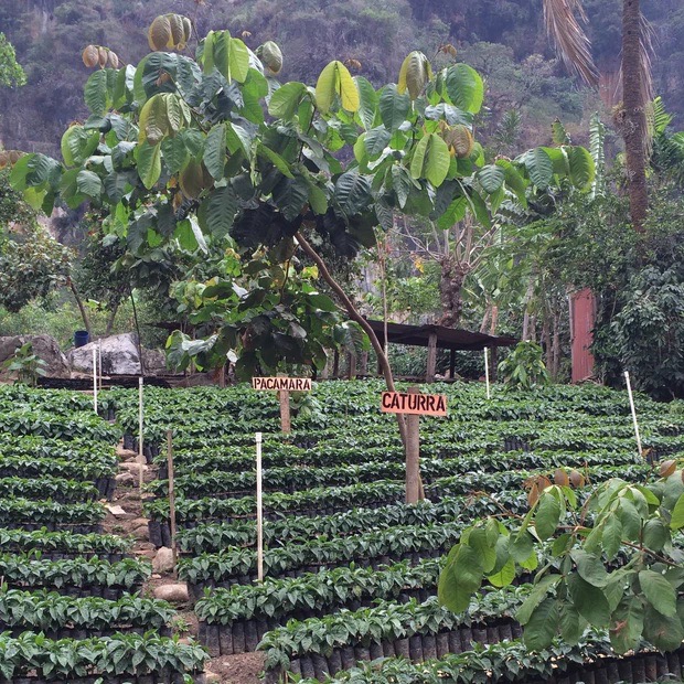 Guatemala Palo Blanco Huehuetenango Honey Organic