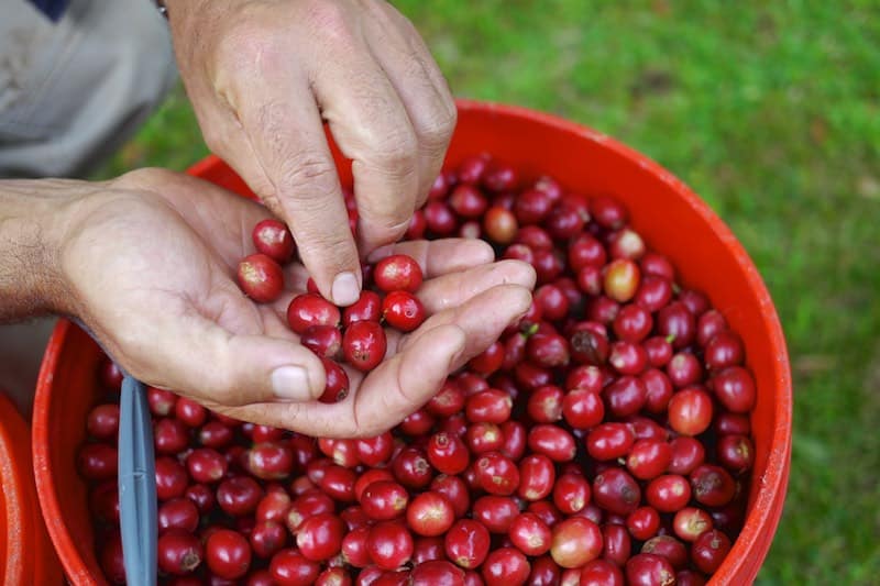 Cascara v dárkové plechovce – 200 g