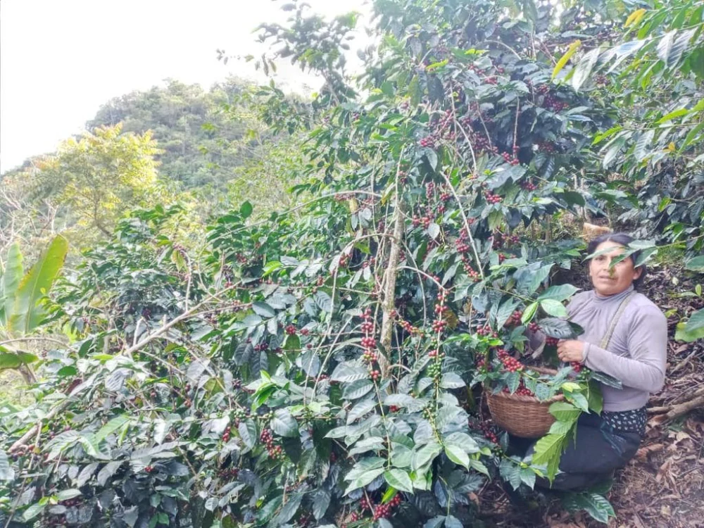 Peru Lisana Morales 250g