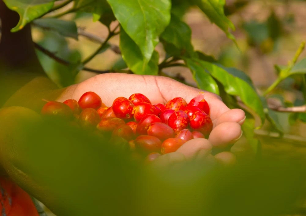 Rwanda Kabyiniro 250g