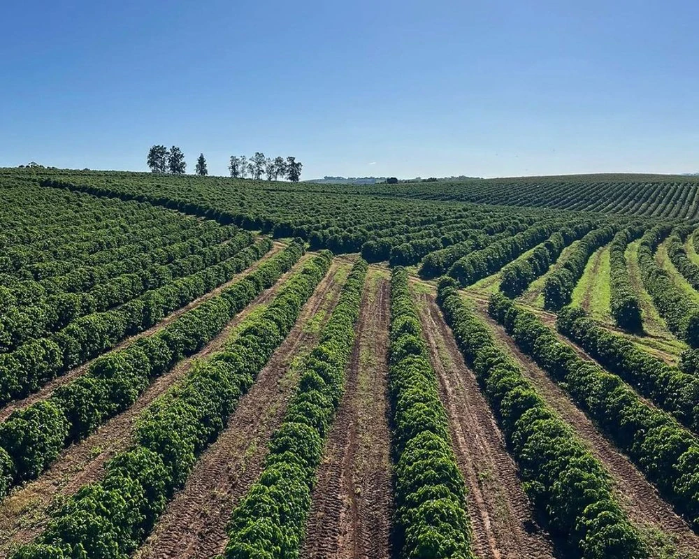 Brazílie Vieira 250g