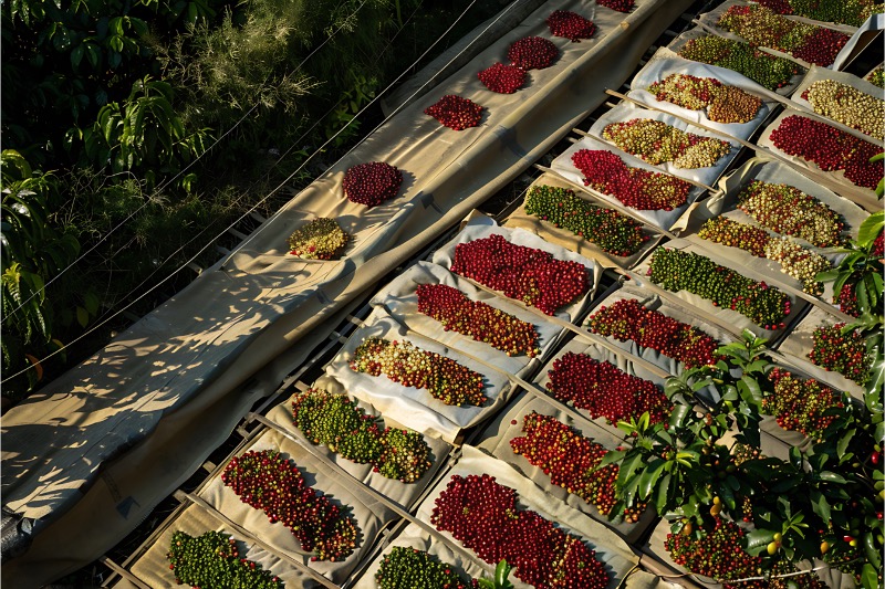 Mexico Finca Otipan 250g