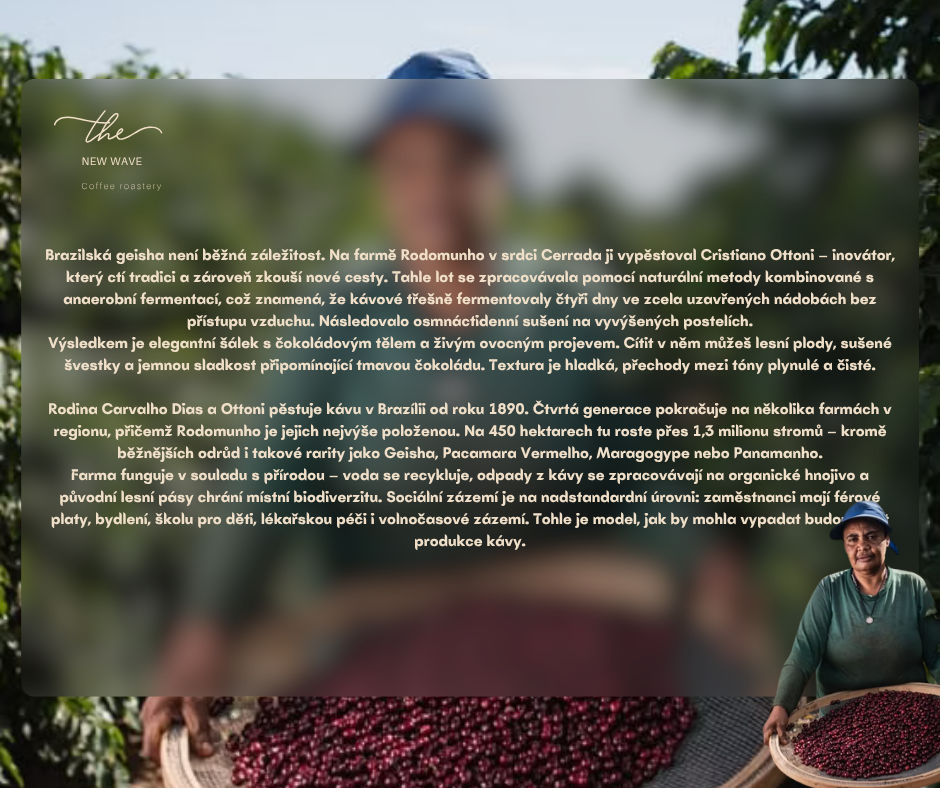 Brazílie Fazenda Rodomunho Geisha