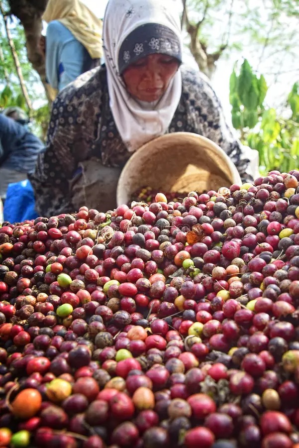 Kávové kapsle - India Moonsoned Malabar 