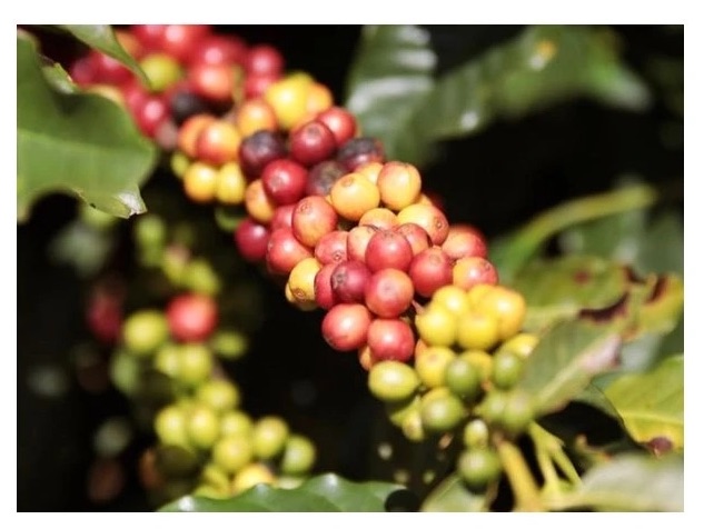 Kávové kapsle - NFL.cz Coffee