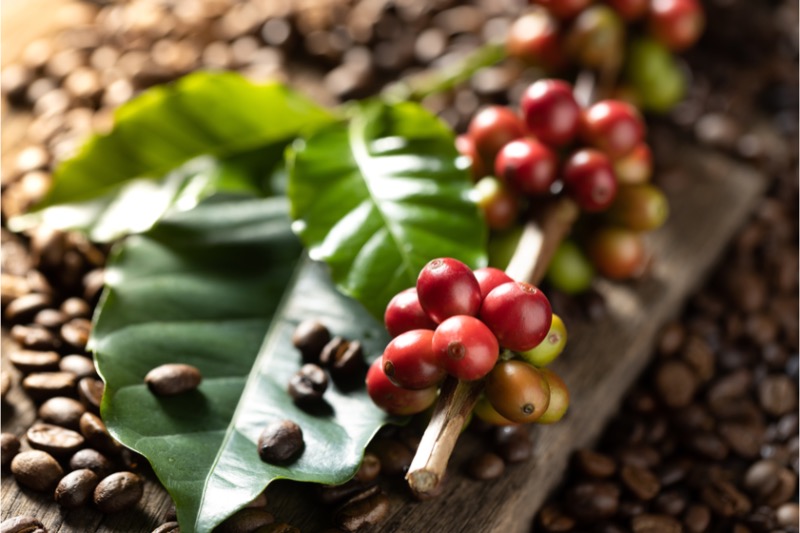 Kávové kapsle - Brazílie Santos Diamond