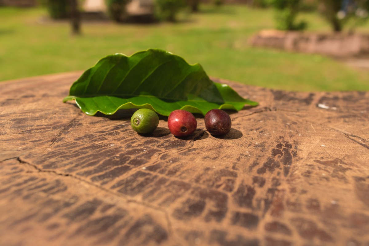 Brazílie Bioma Café