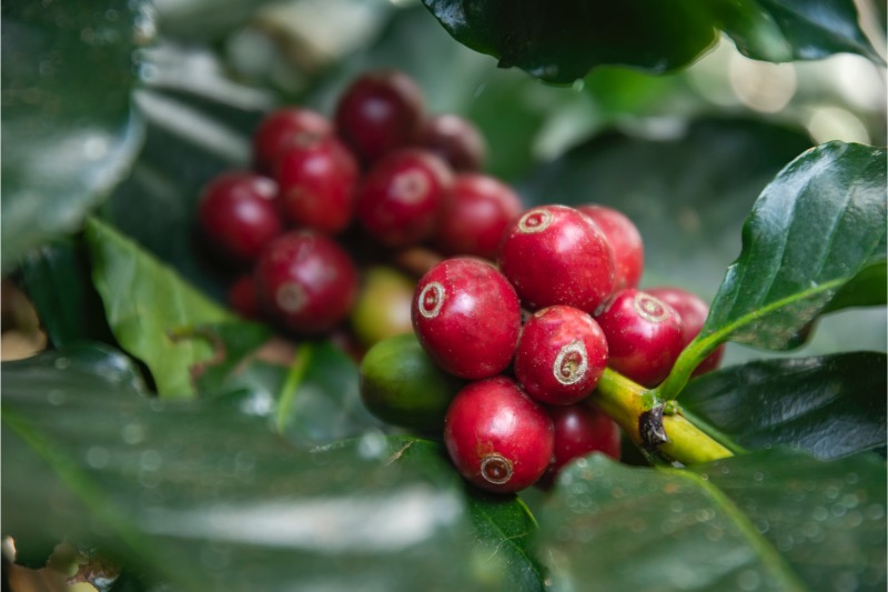 Espresso směs CAFFÉ GRAND 50 – směs arabica & robusta 50/50