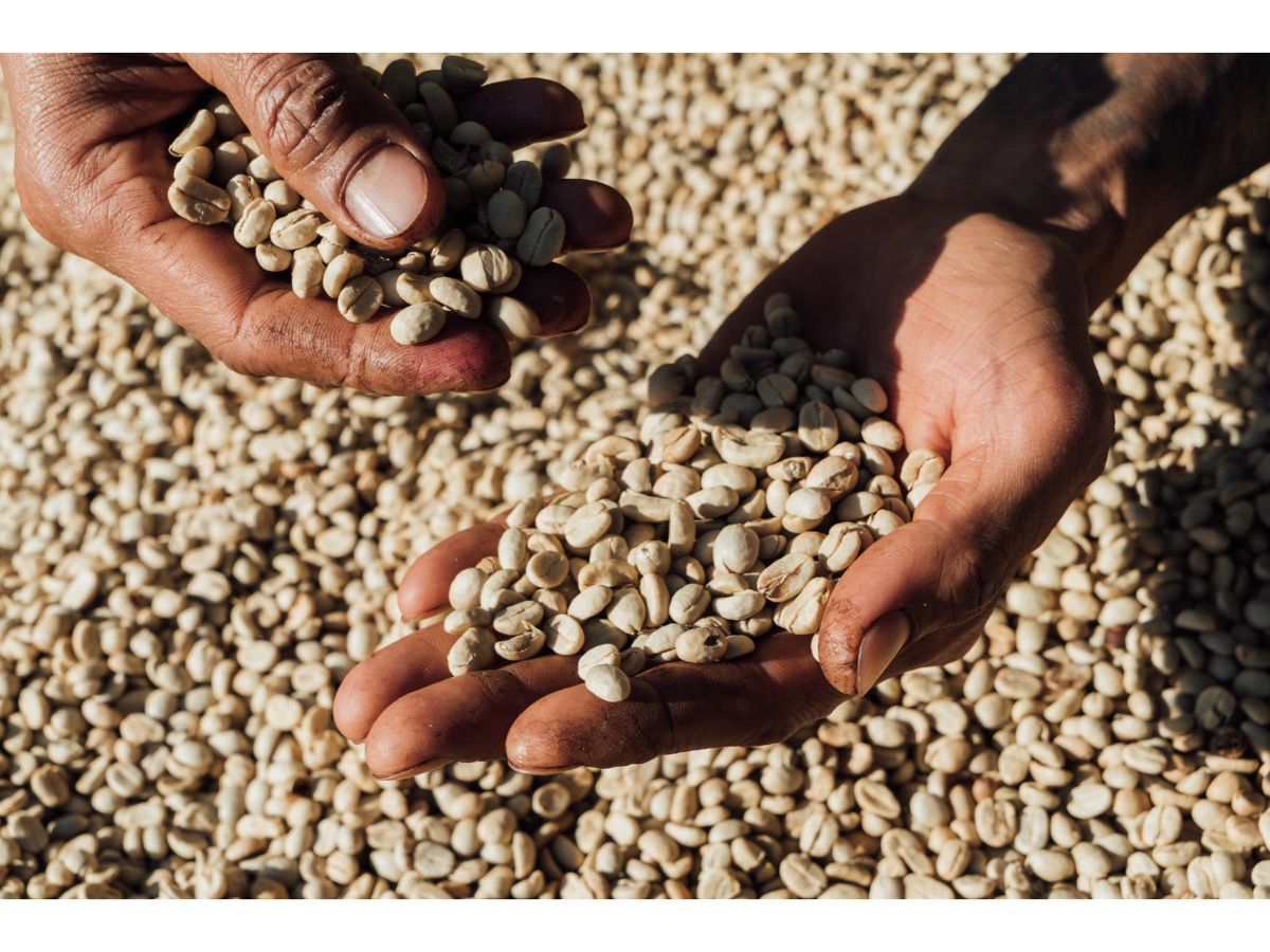 Bolivia Altura EP Organic