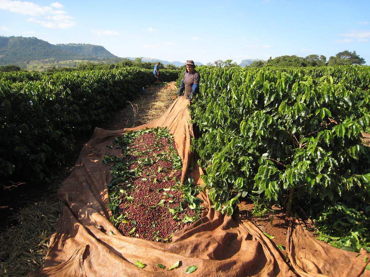 Brazílie Morgiana Bella Giana NY2, 17/18 pulped natural