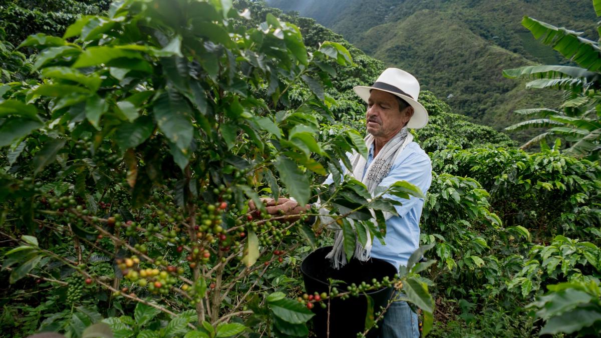 Honduras Geisha Premium Santa Barbara Trinidad Finca Jerusalén – Washed