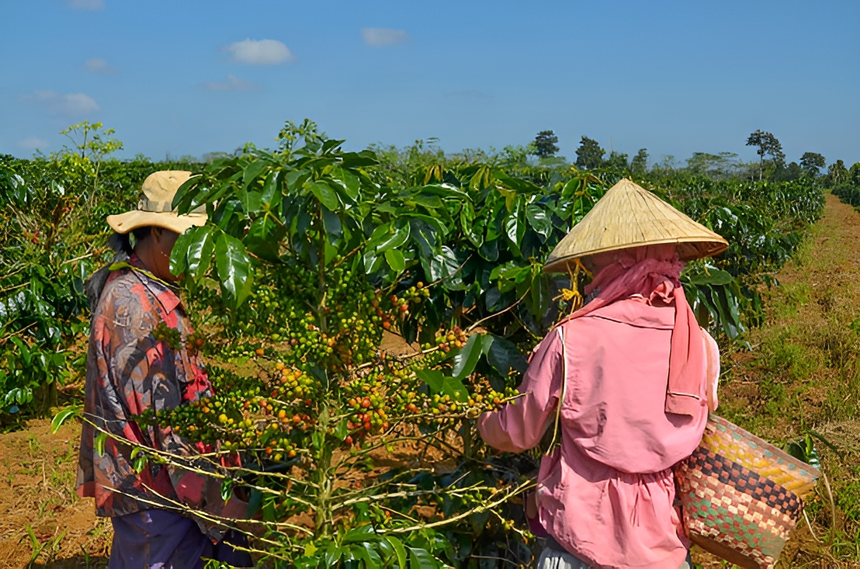 Vietnam Arabica Lam Dong, Washed, scr. 16