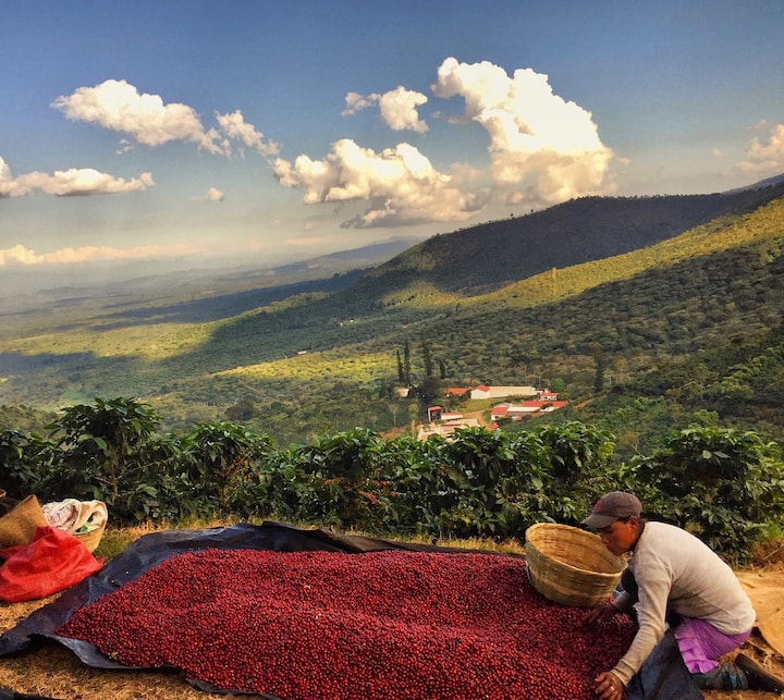 El Salvador SHG EP Finca La Mada