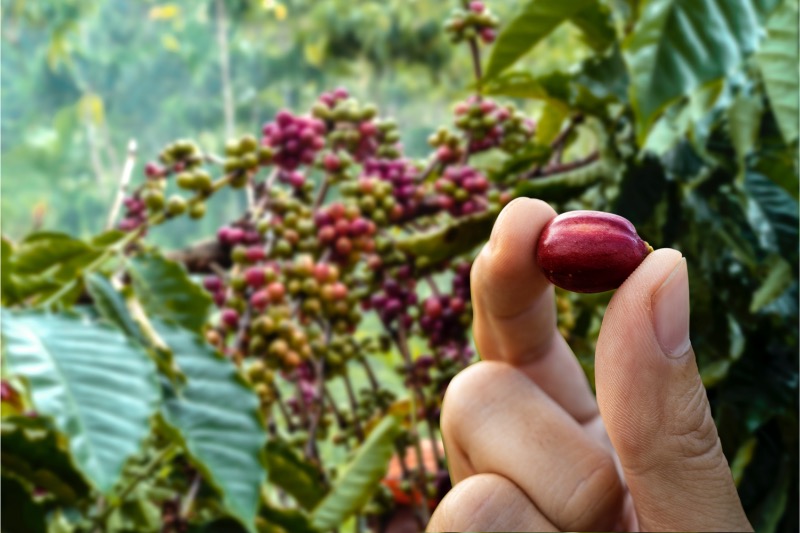 Espresso směs CAFFÉ GRAND – směs arabica & robusta 70/30