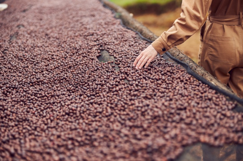 Honduras Geisha Premium Santa Barbara Trinidad Finca Jerusalén – Honey