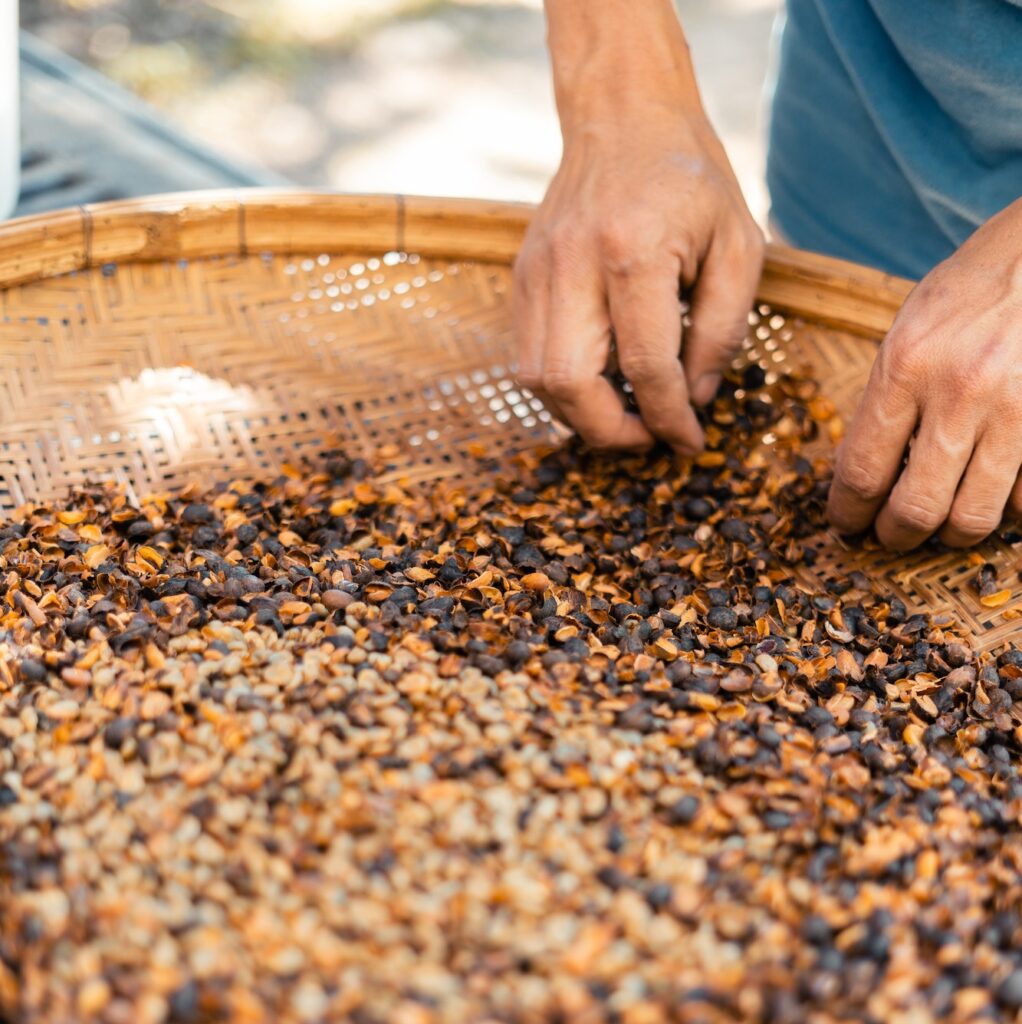 Cascara