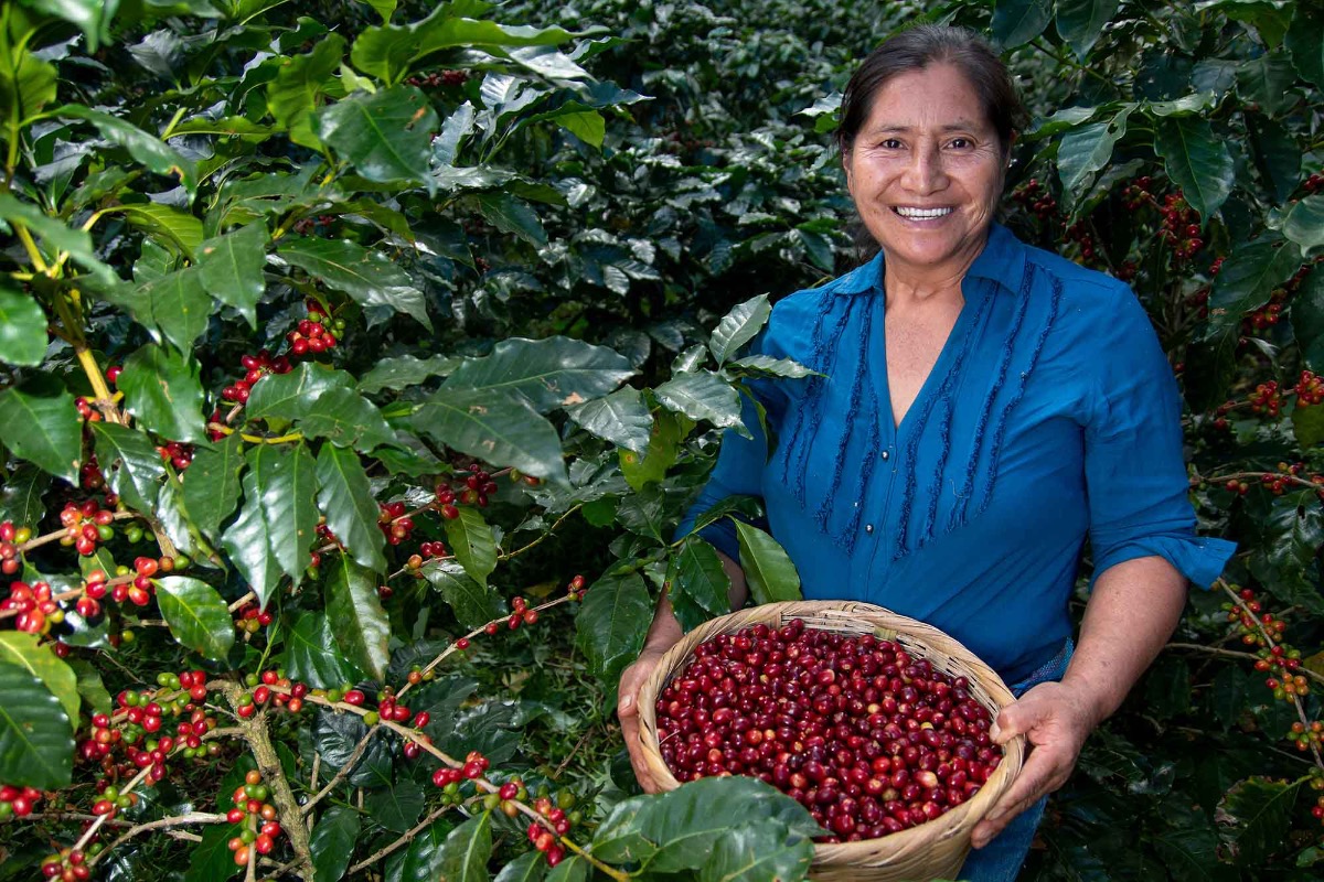 Honduras Geisha Premium Santa Barbara Trinidad Finca Jerusalén – natural – Pražená na filtr