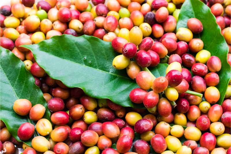 Mexico Finca Otipan 250g