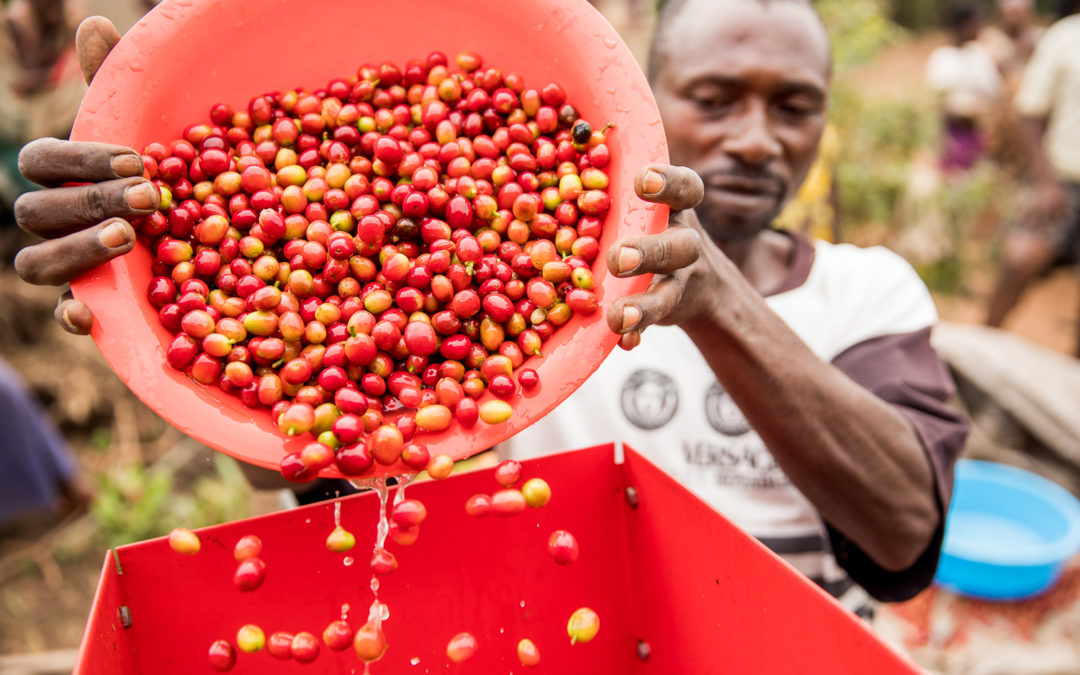 Etiopie washed Yirgacheffe gr. 2
