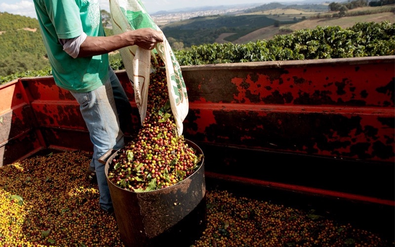 Peru HB MCM ep Organics Arabica (BIO)