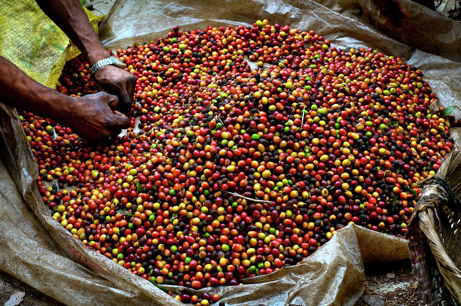 Dominican Republic Barahona AA