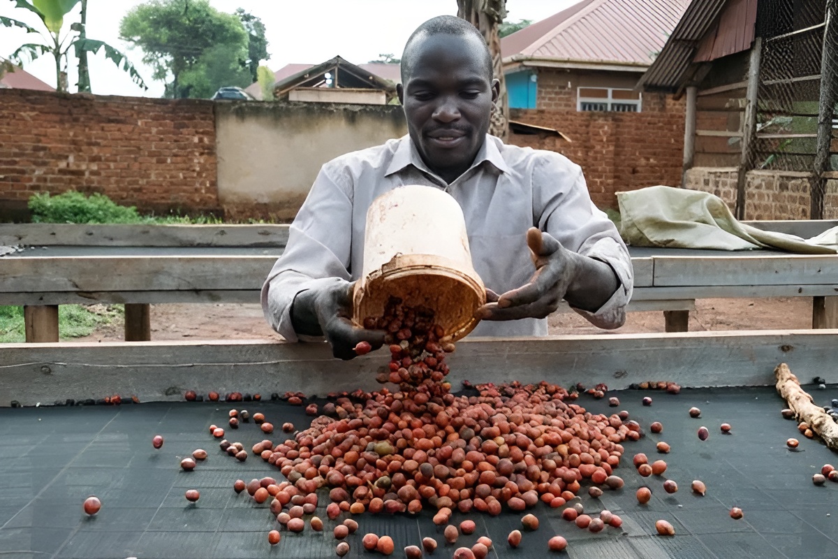Zambia AAA Plus