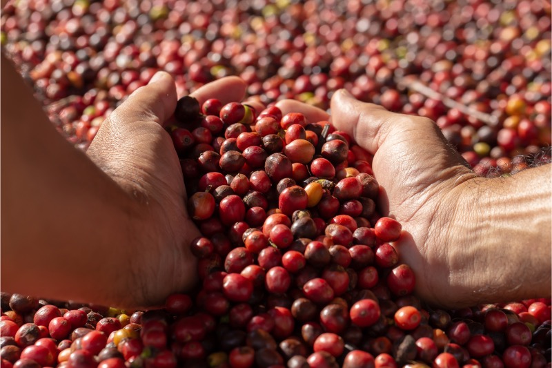 Jamaica Blue Mountain