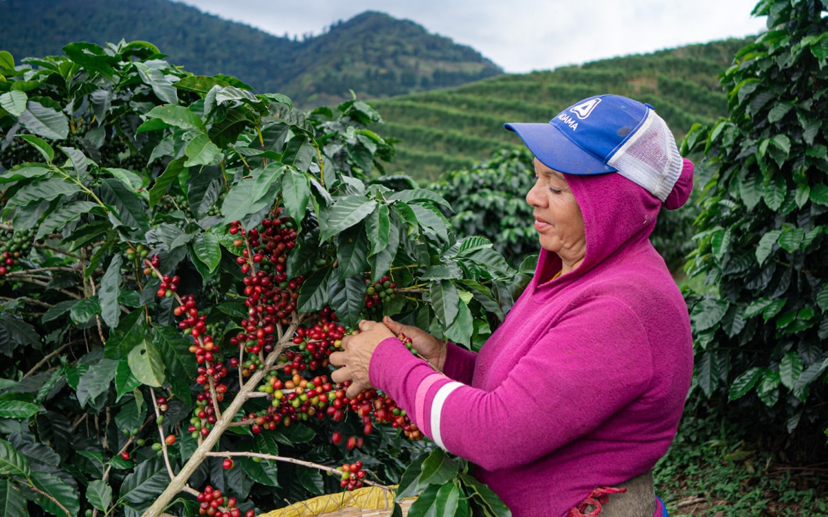 El Salvador SHG EP Finca La Mada
