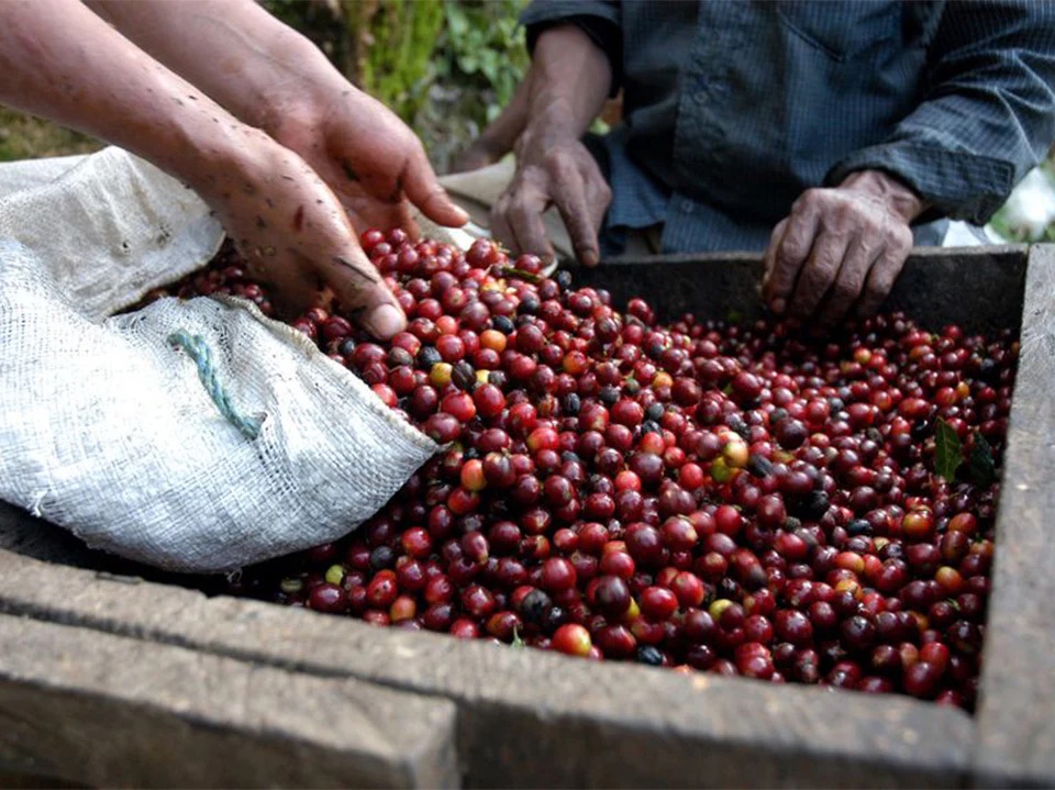 Guatemala Palo Blanco Huehuetenango Honey Organic