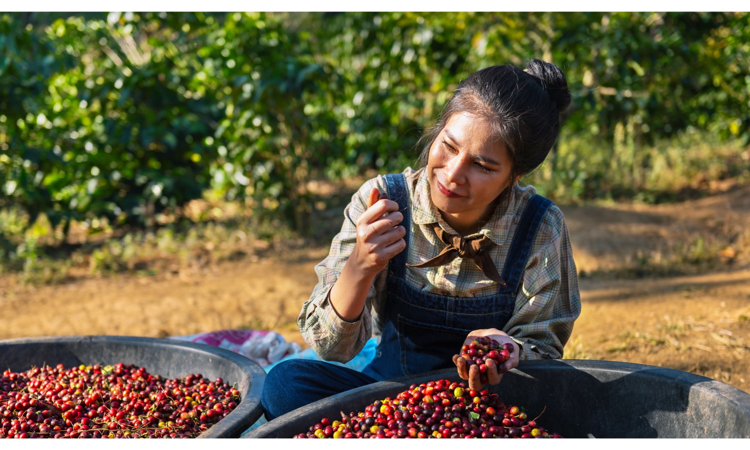 Brazílie - Fazenda Sao Silvestre - Famili Andrade