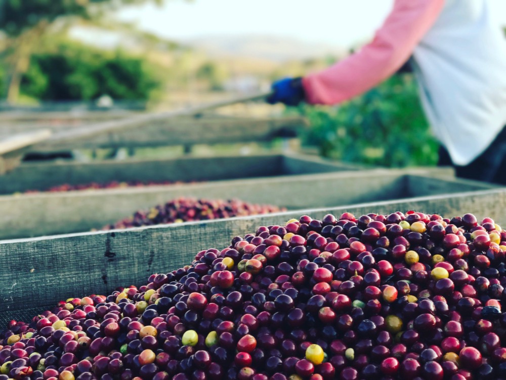 Papua New Guinea Lamari Washed: Sucafina Originals