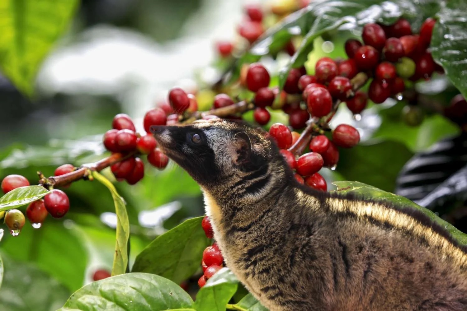 Cibetková káva Kopi Luwak 21 g